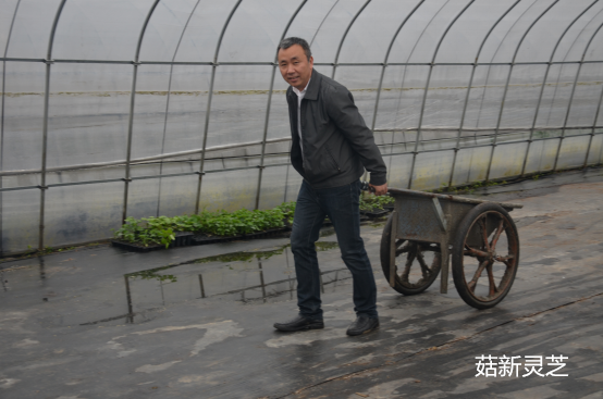 菇新創始人顧越峰先生親自參與到種植基地的建設