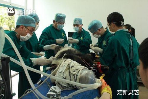 菇新靈芝孢子粉：雅安大熊貓死亡 被發現時身上多處傷情