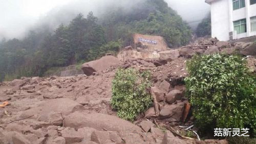 福建三明山體滑坡現場 菇新靈芝孢子粉報