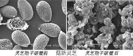 靈芝孢子粉破壁前后對比圖