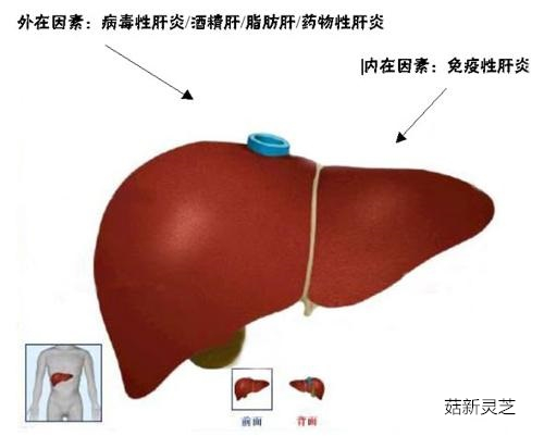 破壁靈芝孢子粉可保肝護肝