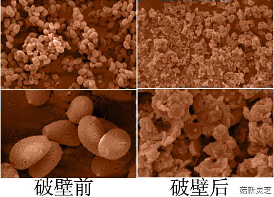 破壁后的靈芝孢子粉吸收會更加充分