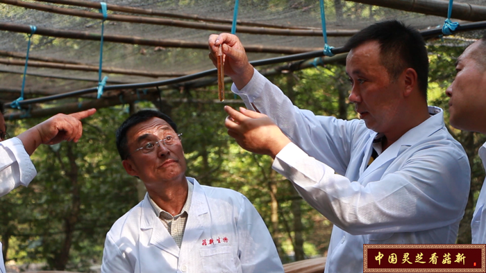 顧總率專家團(tuán)隊(duì)對今年靈芝孢子粉對定量分析