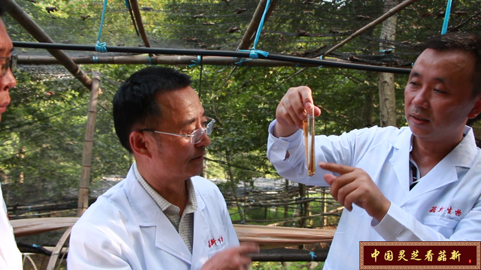 專家團(tuán)對靈芝孢子粉進(jìn)行分析