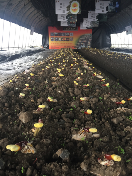 附圖：菇新靈芝栽培示范基地內的靈芝已經出芽