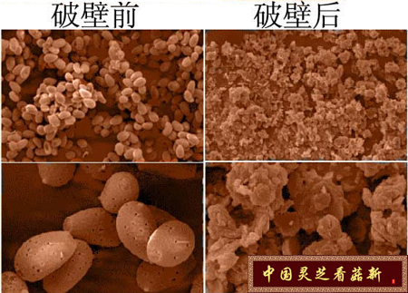 靈芝孢子粉破壁前后顯微鏡下對比圖