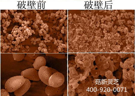 顯微鏡下的靈芝孢子粉和破壁靈芝孢子粉對比