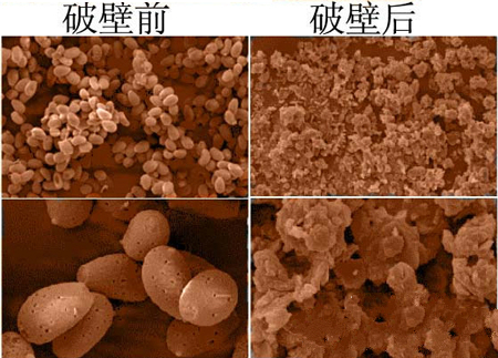 破壁技術會對破壁靈芝孢子粉有影響