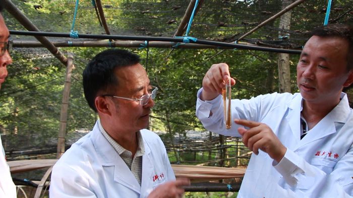 專家團對靈芝孢子粉進行分析