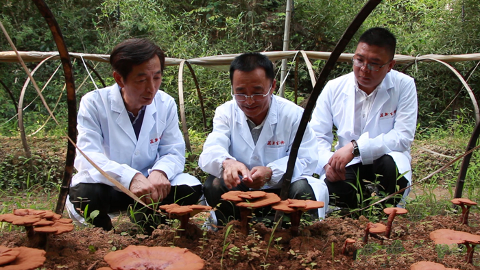 大漢專家團隊研究今年靈芝生長情況