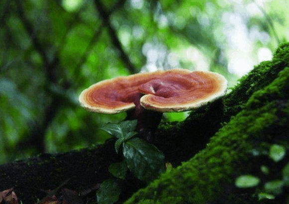 靈芝孢子粉有養肺的效果嗎