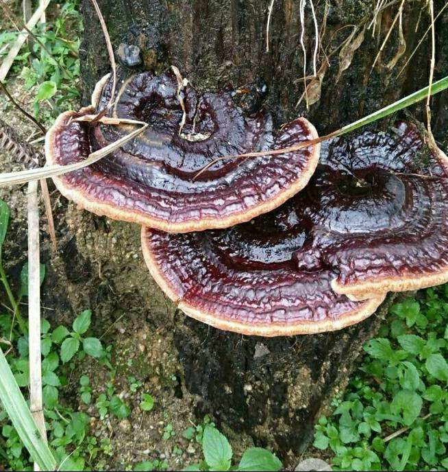 靈芝富含靈芝多糖、靈芝三萜等