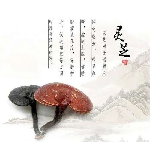 靈芝增強(qiáng)免疫力