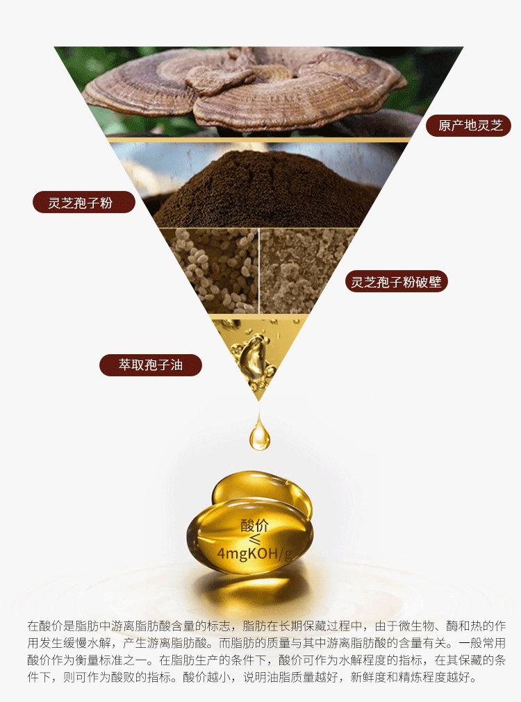 靈芝孢子油是靈芝的最終提取精華